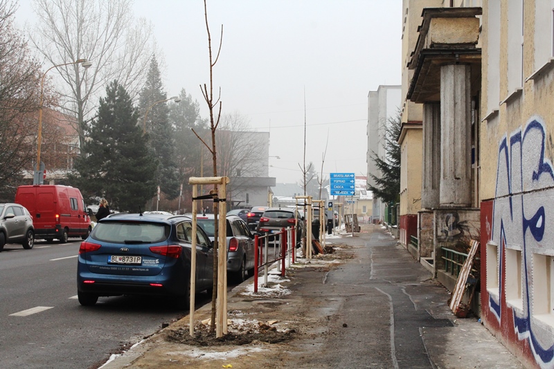 , Žilina sa bude zelenať: Na Veľkej okružnej ulici boli vysadené nové stromy