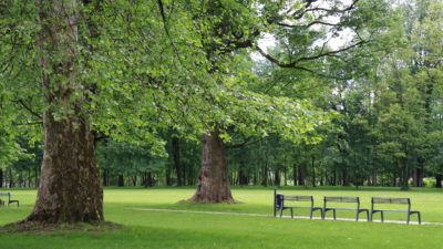 , Oslávte výročie múzea a zasaďte pamätný strom v Budatínskom parku
