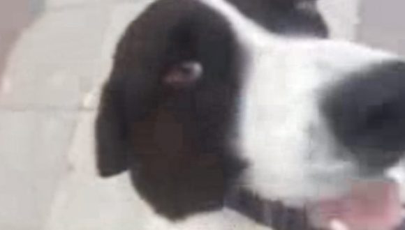 , Majiteľ našiel svojho psíka po troch rokoch hľadania! Pozrite si dojímavé video
