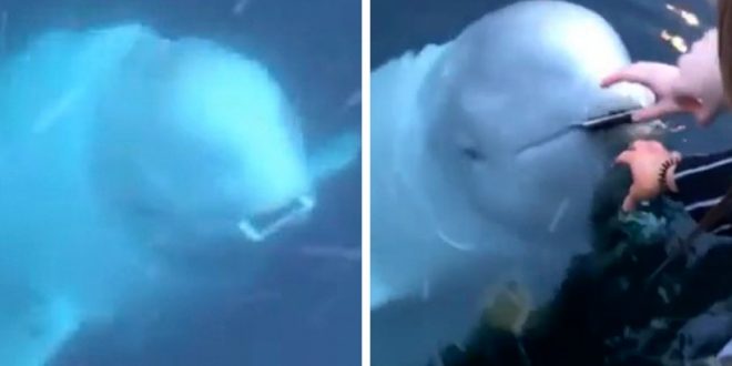, &#8222;Utopený&#8220; mobil vrátila mladej Nórke veľryba