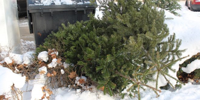 , Mesto Žilina zabezpečí odvoz použitých vianočných stromčekov