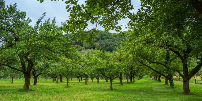 , Päť stromov na sídlisku Solinky nebude mesto Žilina presádzať