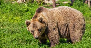 medved na trave