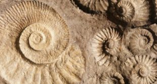 fosilie skameneliny